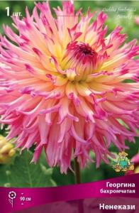 Георгина Ненекази 1шт.