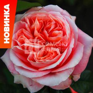 Роза Лондон Ай 1шт чайно-гибридная (Сем Алт)
