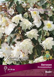 Бегония Иллюминейшн Вайт 2шт (махровый,белый, 4/5)