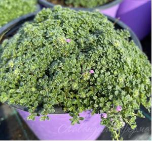 Скриншот 28-11-2023 151315