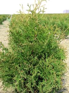 Туя западная Холмструп Н100+ C20 (Монблан)