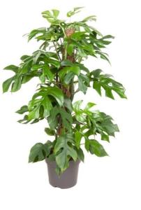 Monstera Minima Mosspole