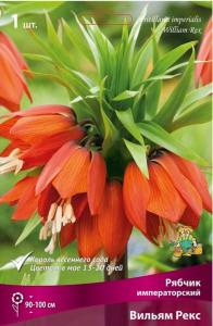 Рябчик (Фритиллярия) Императорский Аврора 1шт ( оранжевый, 20-24, h100см) Рябчик (Фритиллярия) Императорский Аврора 1шт ( оранжевый, 20-24, h100см)