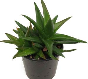 Алоэ Доран Блэк, (D-10)