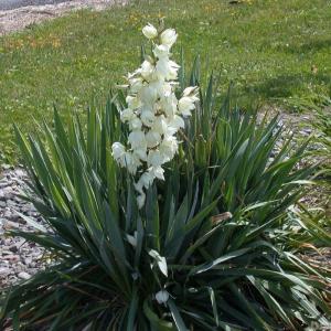 Юкка сизая (Yucca glauca) С2 Н20-25 