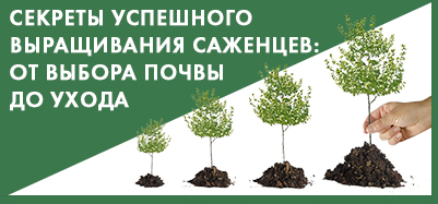 Секреты успешного выращивания саженцев: от выбора почвы до ухода