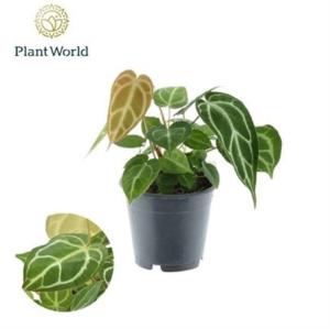 Антуриум Хрустальный 12см