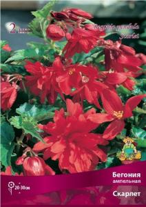 Бегония ампельная Скарлет 2шт.4-5