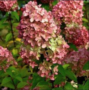 Гортензия метельчатая  Меджикал Кэндл  С3 СП-22