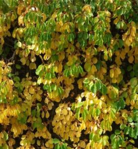 Древогубец круглолистный Геркулес (мужской) (С2-С3)