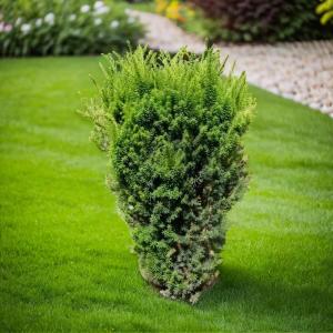 Тис средний Хикси C 7,5 60-80 1