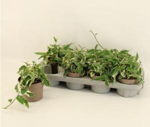 Фикус Сагиттата (радиканс) Белый С12 Н20 Фикус Сагиттата (радиканс) Белый С12 Н20