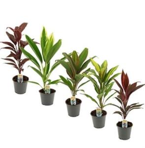 Кордилина Микс С12 Н35