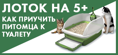 Лоток на 5+: как приучить питомца к туалету Лоток на 5+: как приучить питомца к туалету