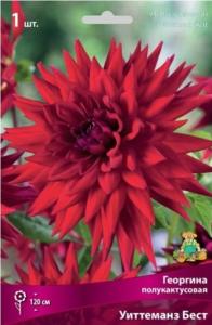 Георгина полукактусовая Уиттеманз Бест