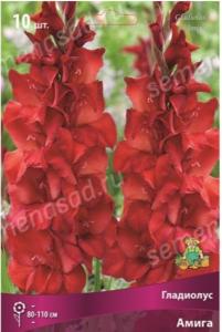 Гладиолус крупноцветковой Амига 10шт (ало-красный, с высветлением в центре)