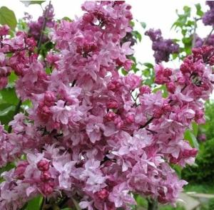 Сирень обыкновенная Олимпиада Колесникова с3