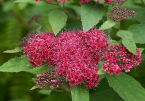 Спирея японская Дартс Ред С3