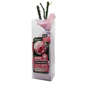 Роза Чарминг Пиано чайно-гибридная 1шт (Сиберика)