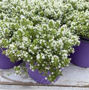 Тимьян ползучий 