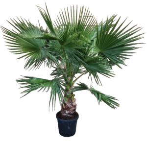 Вашингтония Робуста, наб. (D-15) Вашингтония Робуста, наб. (D-15)