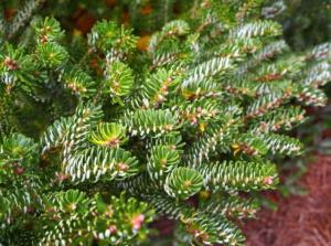 Пихта корейская