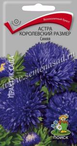 Астра королевский размер Синяя (ЦВ) (