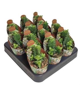 Астролоба спиральная С6,5 Н8