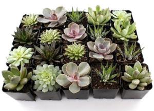 Суккулент Микс, кор. (D-5) Суккулент Микс, кор. (D-5)