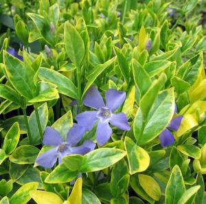 Барвинок малый 