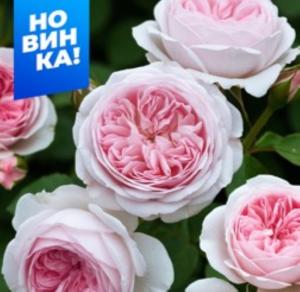 Роза Герцогиня Кристиана 1шт флорибунда (Сем Алт)