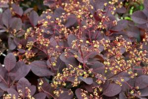 Скумпия кожевенная Роял Перпл v2 Lav