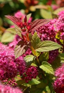 Спирея японская Меджик Карпет с3 (Никитенко)