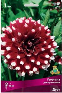 Георгина Дуэт 1шт