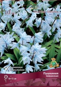 Пушкиния Ливанская 6+-К 10шт Пушкиния Ливанская 6+-К 10шт