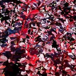 Барбарис тунберга Вулкан C2 1