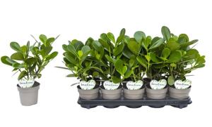 Клузия Розовая D11 H20