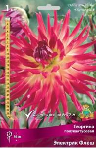 Георгина полукактусовая Электрик Флеш