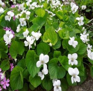 Фиалка мотыльковая Albiflora, С3