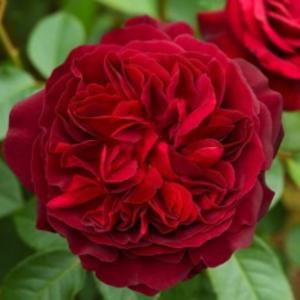 Роза Черный Жемчуг 1шт чайно-гибридная (Сем Алт)