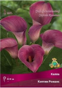 Калла Кэптин Романс 1шт 14-16