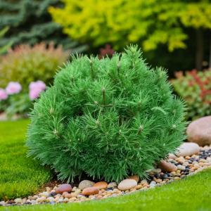 Cосна горная Хесси RB C15 1