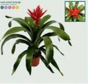 Эхмея Розанна Элегант Рэд D15 H60