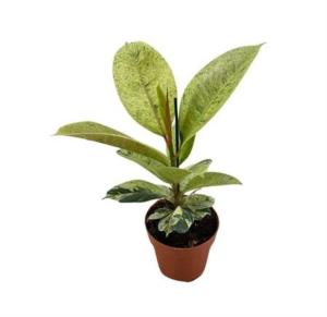 Фикус Бен Одри (с закрученным стеблем) С17 Н65 Фикус Бен Одри (с закрученным стеблем) С17 Н65