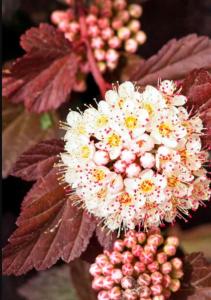 Пузыреплодник калинолистный Диаболо с2 (Никитенко)