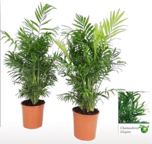 Хамедорея Элеганс 19см Хамедорея Элеганс 19см