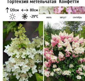 Гортензия метельчатая Конфетти С7,5 ГлХ