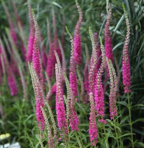 Вероника колосистая 