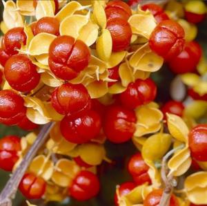 Древогубец круглолистный Диана (женский) (С2-С3)