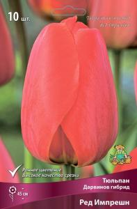 Тюльпан Дарвинов гибрид Ред Импрешн (светло-красный с ярко-красной каймой по краю лепе, 10шт, 11-12)